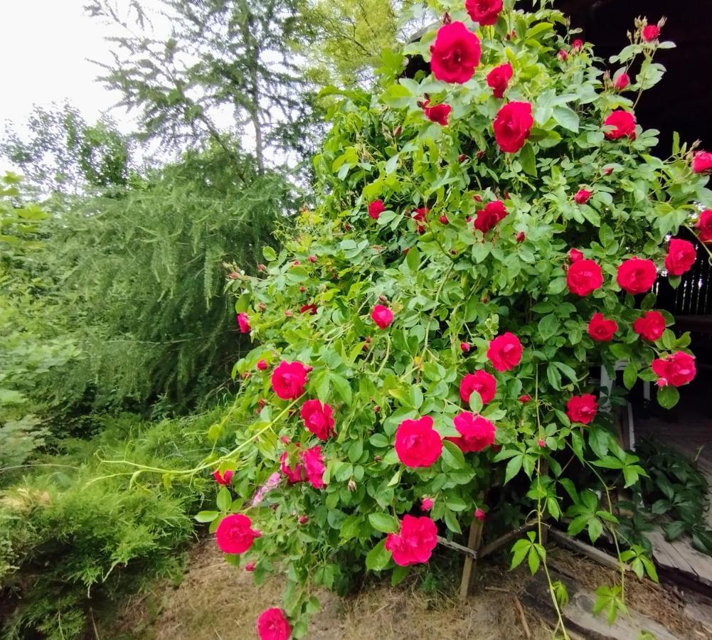 Garden House nad jeziorem Szelment Przejma Wielka Zewnętrze zdjęcie